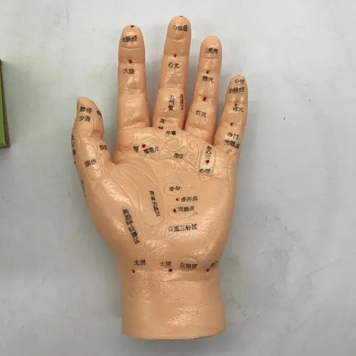 AcuZone - From: Model-Hand(XC-509) to  Model-Hand(XC-511) - AcuZone Hand Model Model-Hand(XC-509) Xc-509 : Acupuncture Chinese & Alpha-numeric Model-Hand(XC-511) Xc-511: Illustrating Organs On The Points